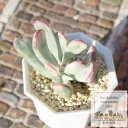 福娘錦 カット苗 コチレドン Mサイズ5.5cmポット 韓国苗 Cotyledon orbiculata varirgata 多肉植物 小~中型種 幹立ちタイプ 葉を重ねるタイプ かわいい おしゃれ