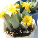 ヒリー 1頭 Mサイズ6cmポット 大型 足袋型 昼咲種 黄花 コノフィツム Conophytum Hillii 多肉植物 小型種 分頭タイプ 可愛い