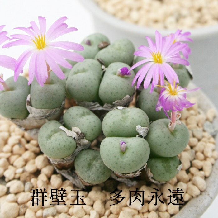 群壁玉 4〜5頭 Mサイズ6cmポット 極小型 コマ型 昼咲種 淡紫花 コノフィツム CONOPHYTUM SELLATUM 多肉植物 分頭タイプ 可愛い きれい 男前