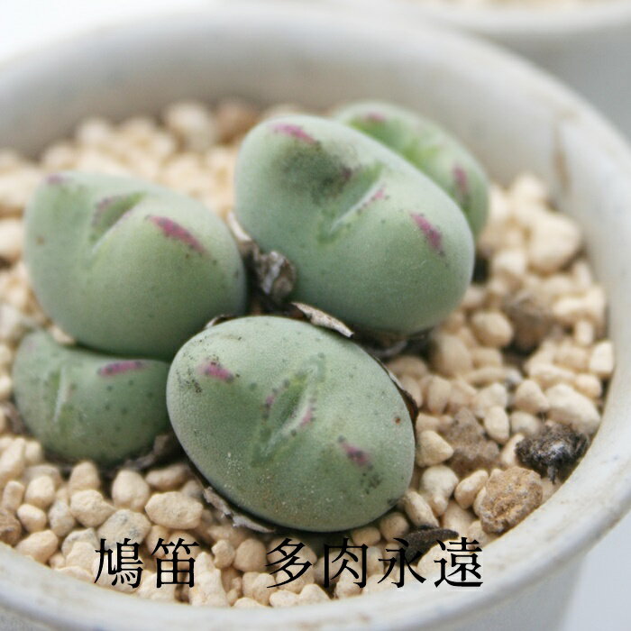 鳩笛 2〜3頭 Mサイズ6cmポット 小型 鞍型 昼咲 黄花 コノフィツム Conophytum 039 HATOBUE 039 多肉植物 分頭タイプ 可愛い きれい 男前