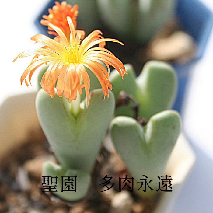 聖園 2頭 Mサイズ6cmポット 小型 足袋型 昼咲種 淡赤花 コノフィツム Conophytum Igniflorum 多肉植物 小型種 分頭タイプ 可愛い きれい 男前 つぶつぶ