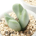 聖牛殿 2頭 Mサイズ6cmポット 中型 足袋型 昼咲種 黄花 コノフィツム Conophytum SEIGYUDEN 多肉植物 分頭タイプ 可愛い きれい 男前