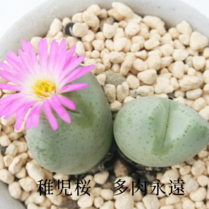 稚児桜2頭 Mサイズ6cmポット 小型 足袋型 昼咲種 紫花 コノフィツム Conophytum TIGOZAKURA 多肉植物 分頭タイプ 可愛い きれい 男前