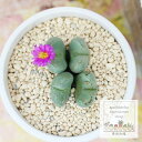 秋の夢 コノフィツム Mサイズ 5.5cmポット 極小型 昼咲種 Conophytum 'akinoyume' 多肉植物