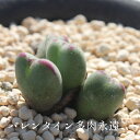 バレンタイン 3頭 Mサイズ6cmポット 小型昼咲種 ハート型 紫花 コノフィツムConophytum Valentine 多肉植物　小型種 分球タイプ かわいい つぶつぶ