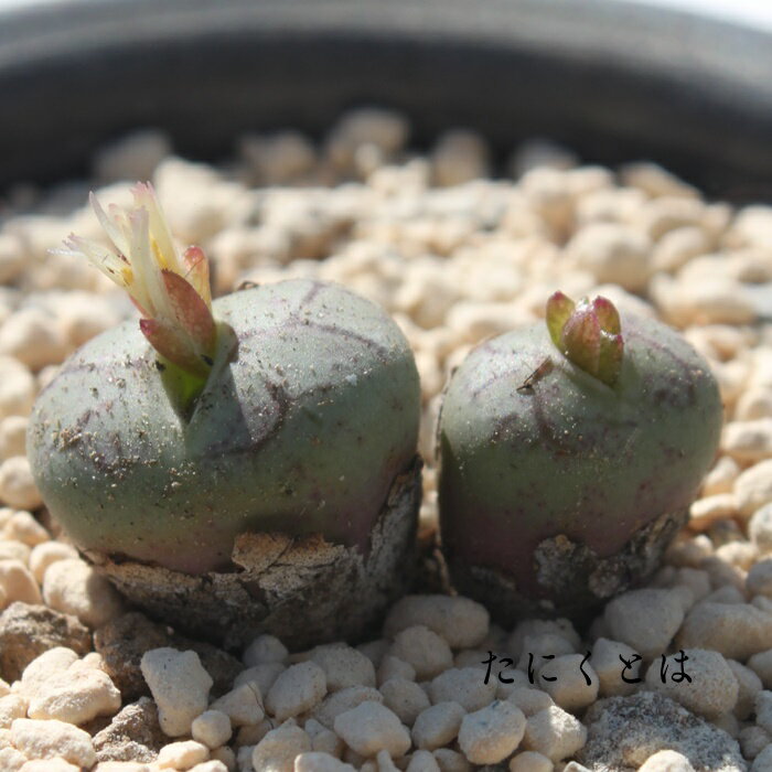 ΂琴 2 MTCY6cm|bg ^  ƌ^  ԖF RmtBc Conophytum WARAIGAO SEIMEI A ^Cv  ꂢ jO