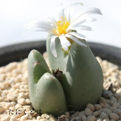 美しい花が咲く多肉植物 メセンの育て方講座 風通しのいい場所で管理するのがコツ 暮らし の 美しい花が咲く多肉植物 メセンの育て方講座 風通しのいい場所で管理するのがコツ 暮らし の