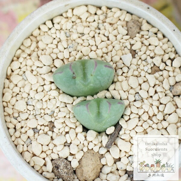 蛇の目 コノフィツム Mサイズ 5.5cmポット 中型 足袋 白x紫花 昼咲種 Conophytum '...