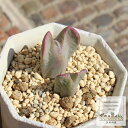 ビロブム コノフィツム Mサイズ 5.5cmポット 中型 タビ型 Conophytum 分頭タイプ 多肉植物