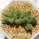 銀揃 クラッスラ Mサイズ6cmポット メセンブリアントイデス 小〜中型種 葉を重ねるタイプ Crassula MESEMBRIANTHOIDES 多肉植物 男前