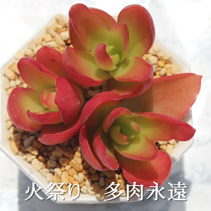 火祭り クラッスラ Mサイズ5.5cmポット Crassula camp fire 多肉植物 小〜中型種 葉を重ねるタイプ 多肉植物 男前 癒し 贈り物