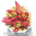 赤鬼城 クラッスラ Mサイズ6cmポット Crassula fusca 多肉植物 小〜中型種 葉を重ねるタイプ 多肉植物 男前 かわいい おしゃれ 贈り物 癒し