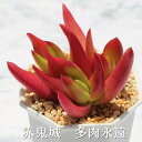 赤鬼城 クラッスラ Mサイズ6cmポット Crassula fusca 多肉植物 小〜中型種 葉を重ねるタイプ 多肉植物 男前 かわいい おしゃれ 贈り物 癒し