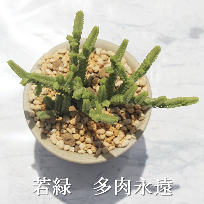 若緑 クラッスラ Mサイズ6cmポット Crassula LYCOPODIOIDES VAR. PUSEUDOLYCOPODIOIDES 多肉植物 小〜中型種 葉を重ねるタイプ 多肉植物 男前 かわいい おしゃれ 贈り物 癒し