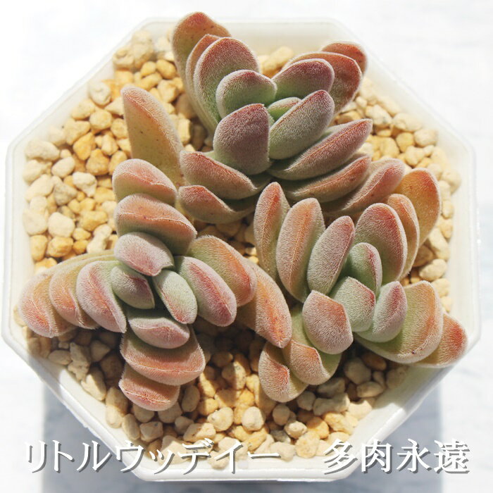 gEbfB[ NbX MTCY6cm|bg Crassula littlewoodii A `^ eo^Cv A jO 킢  蕨 