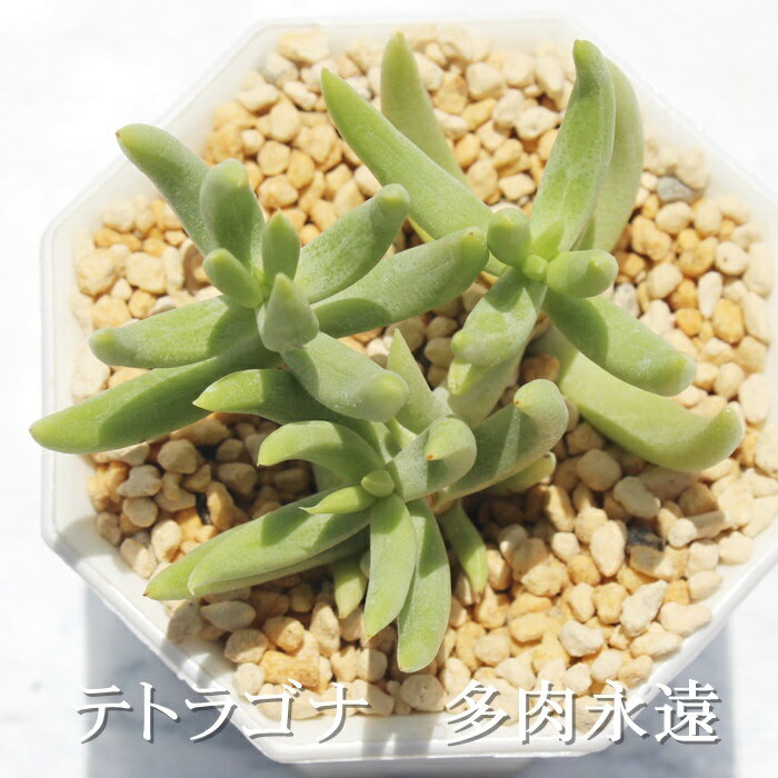 egSi@NbX MTCY6cm|bg Crassula tetragona A `^ td˂^Cv A jO@킢@@蕨@