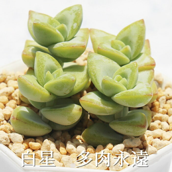 白星 クラッスラ Mサイズ6cmポット Crassula sirobosi 多肉植物 小〜中型種 葉を重...