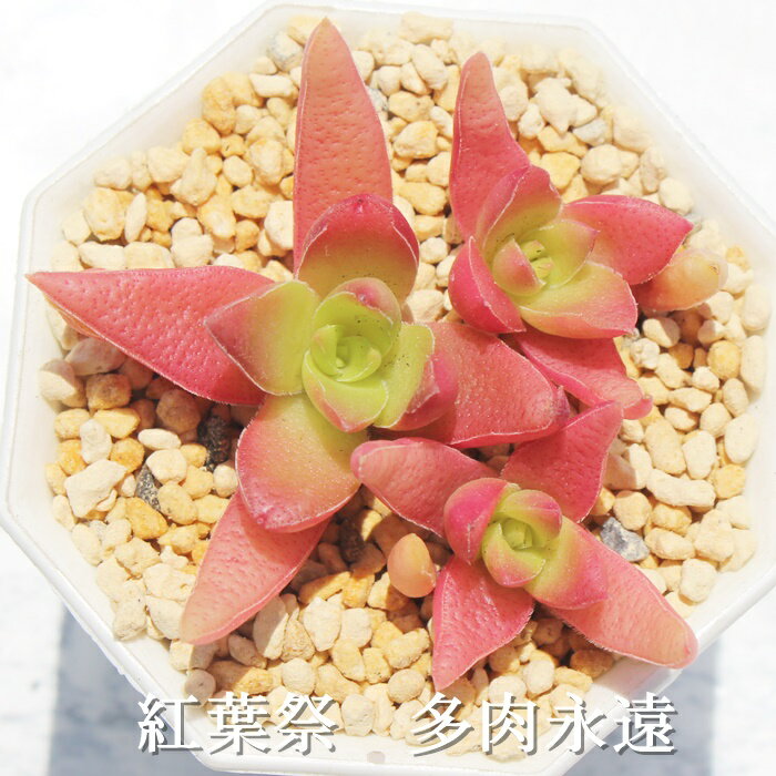 紅葉祭 クラッスラ Mサイズ6cmポット Crassula capitella, trefu, ses of committees 多肉植物 小〜中型種 葉を重ねるタイプ 多肉植物 男前　かわいい おしゃれ 贈り物 癒し