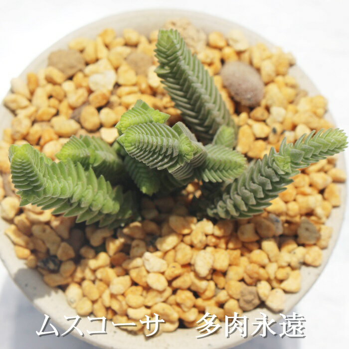 ムスコーサ クラッスラ Mサイズ6cmポット Crassula muscosa 多肉植物 小〜中型種 葉を重ねるタイプ 多肉植物 男前　かわいい　おしゃれ　贈り物　癒し