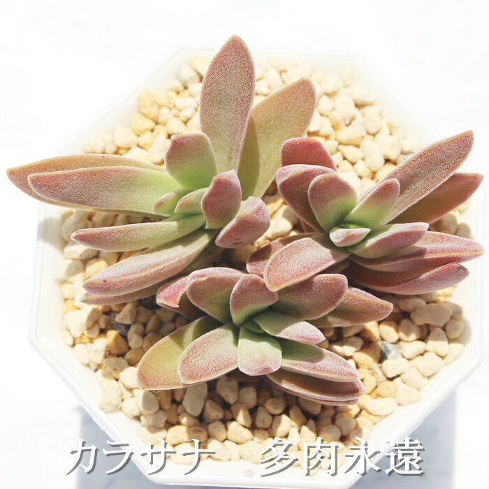 JTi NbX MTCY6cm|bg Crassula karasana A `^ td˂^Cv A jO 킢  蕨 