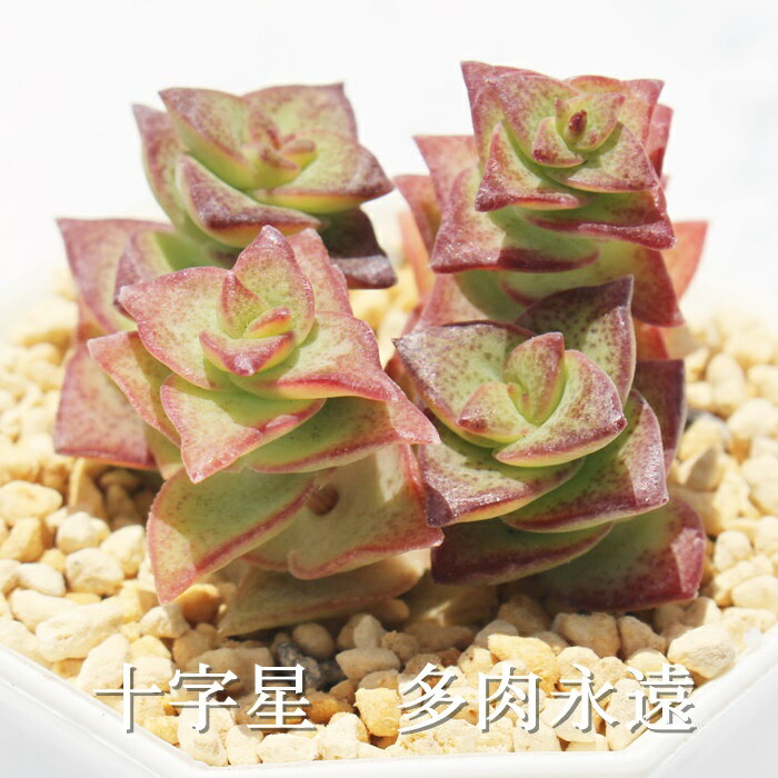 十字星 クラッスラ Mサイズ6cmポット Crassula jyujibosi 多肉植物 小〜中型種 多...
