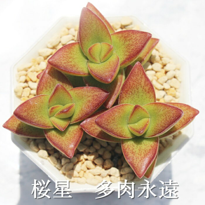  NbX MTCY6cm|bg Crassula sakurabosi A `^ td˂^Cv A jO 킢  蕨 