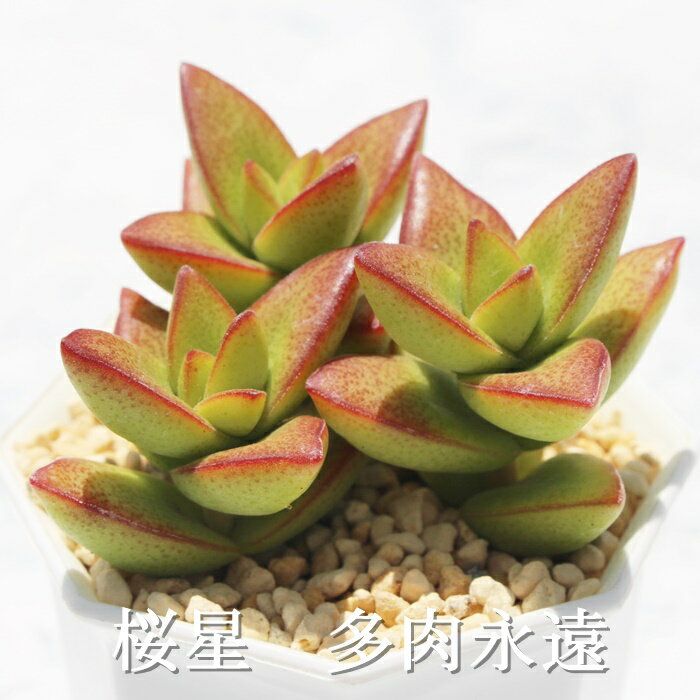 桜星 クラッスラ Mサイズ6cmポット Crassula sakurabosi 多肉植物 小〜中型種 葉を...