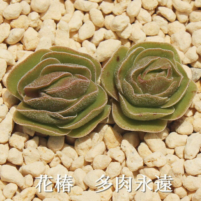 花椿 クラッスラ Mサイズ6cmポット Crassula EMERALD 多肉植物 極小型種 葉を重ねるタイプ 多肉植物 男前 かわいい おしゃれ 贈り物 癒し