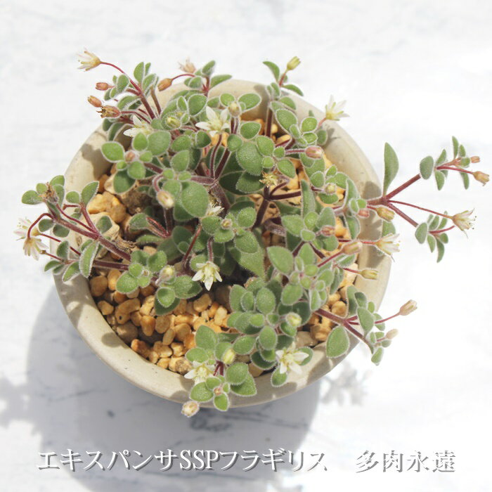 GLXpTSSPtMX NbX MTCY6cm|bg Crassula EXPANSA SSP. FRAGILIS A ^ Q^Cv