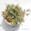 エキスパンサSSPフラギリス クラッスラ Mサイズ6cmポット Crassula EXPANSA SSP. FRAGILIS 多肉植物 小型種 群生タイプ