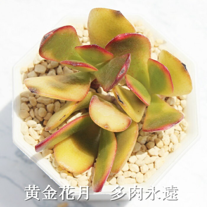 黄金花月 クラッスラ Mサイズ6cmポット Crassula OVATA CV 'OUGON' 多肉植物 小〜中型種 葉を重ねるタイプ かわいい おしゃれ 寄せ植えにも