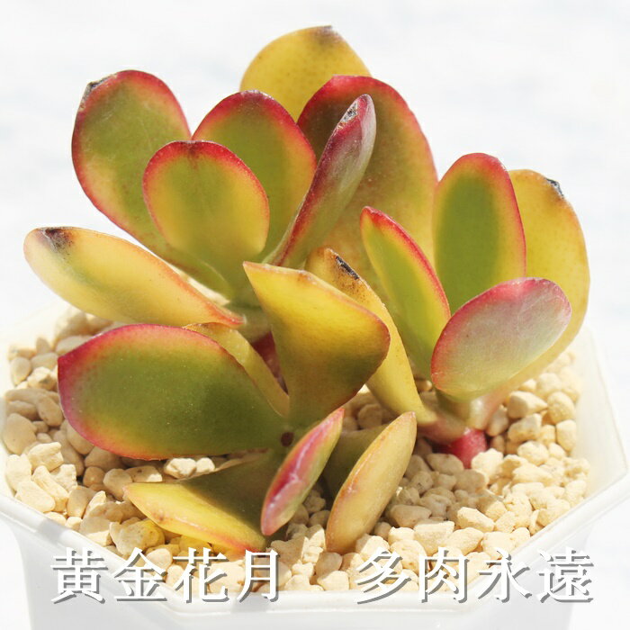 黄金花月 クラッスラ Mサイズ6cmポット Crassula OVATA CV 'OUGON' 多肉植物 小〜中型種 葉を重ねるタイプ かわいい おしゃれ 寄せ植えにも
