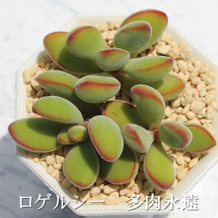 QV[ NbX MTCY6cm|bg Crassula ROGERSII A `^ td˂^Cv