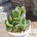 ブルーリボン クラッスラ Mサイズ5.5cmポット Crassula blue ribbon 多肉植物 小〜中型種 葉を重ねるタイプ 多肉植物 かわいい おしゃ...