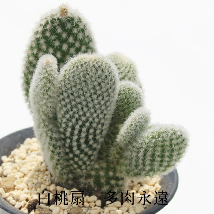 白桃扇 バニーカクタス Mサイズ 5.5cmポット Opuntia microdasys var.albispina 小〜中型種 仔を出すタイプ オンプチア属 きれい 寄せ植え サボテン