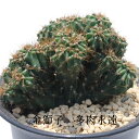 金獅子 カクタス Mサイズ 5.5cmポット Cereus variabilis f.monstrosus 小〜中型種 球体タイプ セレウス属 綴化 モンスト 柱サボテン 寄せ植え サボテン