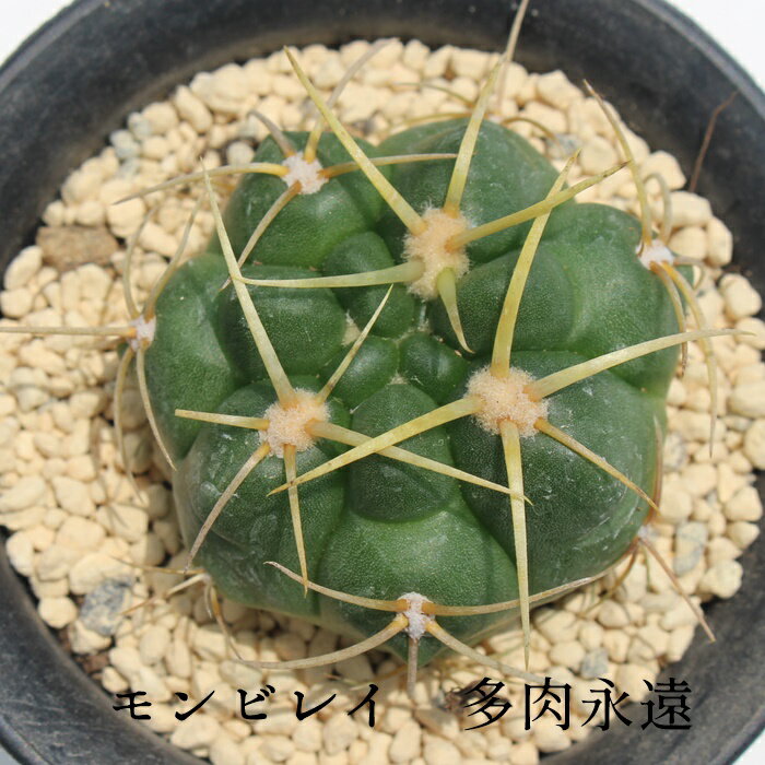 rC JN^X MTCY 5.5cm|bg Gymnocalycium monvillei var. coloratum `^ ̃^Cv MmJLE ꂢ 񂹐A A[gT{e