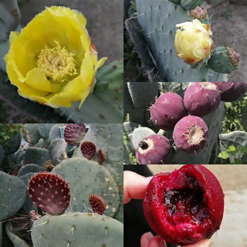 ��������إ��ܥƥ� ���å��� ���� ����������̵�� �����掠�ܥƥ� �������� 20cm Opuntia robusta �緿�� �Ƥ�Ф������� ����ץ���° ���ܥƥ�