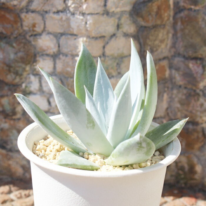 仙女盃 ダドレア Mサイズ5.5cmポット Dudleya brittonii 多肉植物 中型種 ロゼット...
