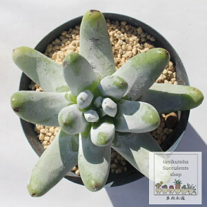 ѥեåĥ ɥ쥢 M å Dudleya pachyphytum ¿ʪ 淿 åȥ 줤 襤 տʪ