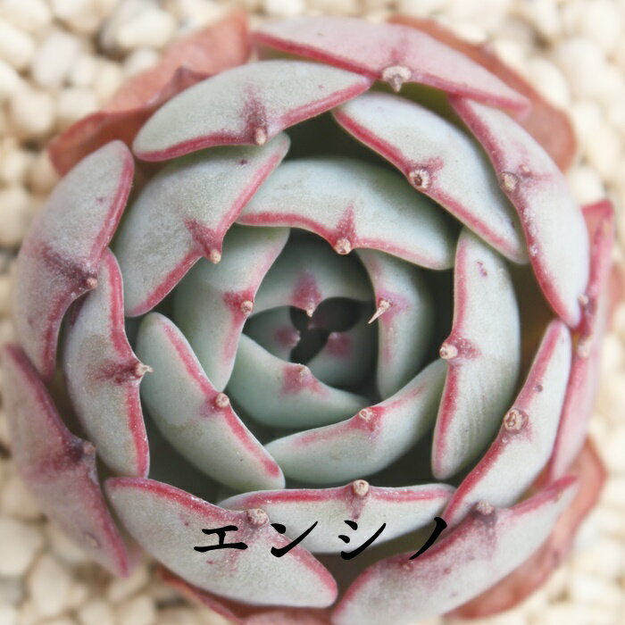 エンシノ エケベリア Sサイズ 5.5cmポット 韓国苗 多肉植物のサムネイル