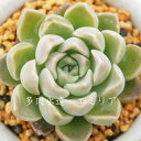 エミリア エケベリア Mサイズ5.5cmポット 多肉植物