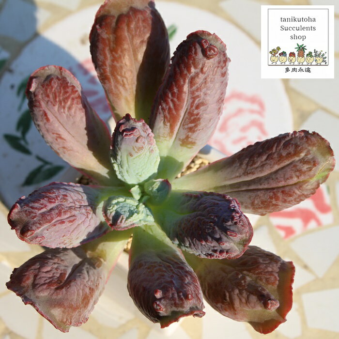 エトナモンスト Lサイズ カット苗 エケベリア 韓国苗 多肉植物 大型種 Echeveria etnamonst