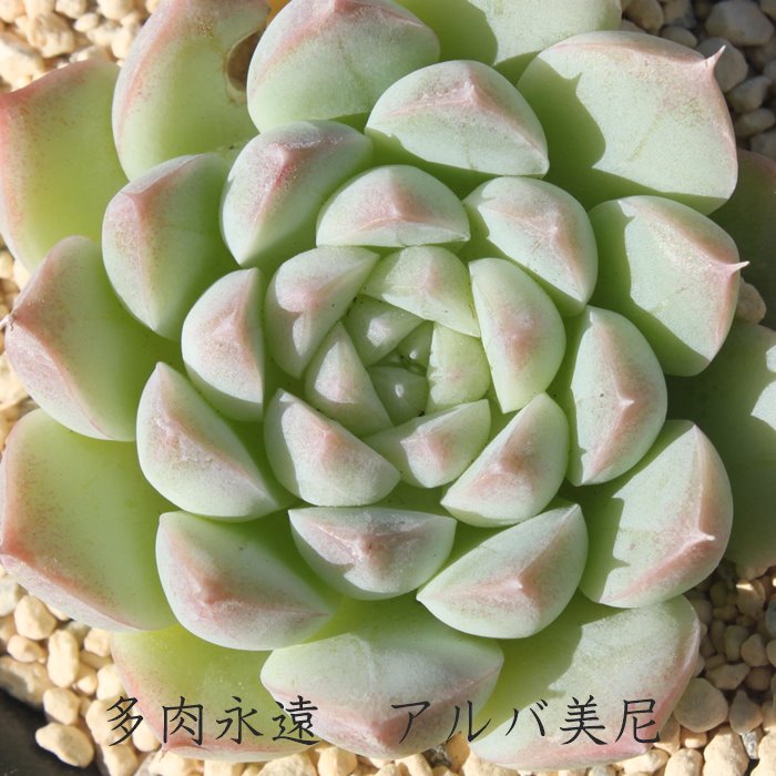 Ao GPxA MTCY6cm|bg Echeveria ALBAMINI KN A ^ [bg^Cv ꂢ 킢