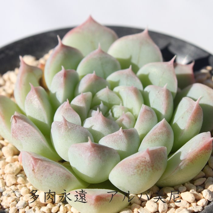 アルバ美尼 エケベリア Mサイズ6cmポット 多肉植物 小型種