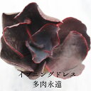 イブニングドレス 大型エケベリアMサイズ5.5cmポット Echeveria evening dress 薔薇咲 多肉植物 大型種 葉を重ねるタイプ きれい かわいい