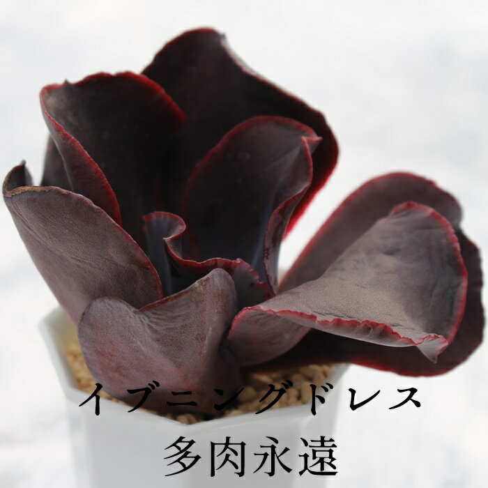 イブニングドレス 大型エケベリアMサイズ5.5cmポット Echeveria evening dress 薔薇咲 多肉植物 大型種 葉を重ねるタイプ きれい かわいい 2