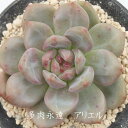 アリエル エケベリア Mサイズ Echeveria 薔薇咲 ロゼット 多肉植物