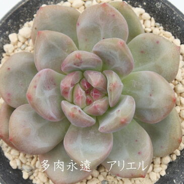 アリエル エケベリア 2Lサイズカット苗 Echeveria 薔薇咲 ロゼット 多肉植物