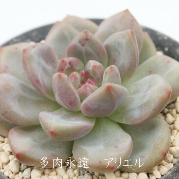 アリエル エケベリア 2Lサイズカット苗 Echeveria 薔薇咲 ロゼット 多肉植物